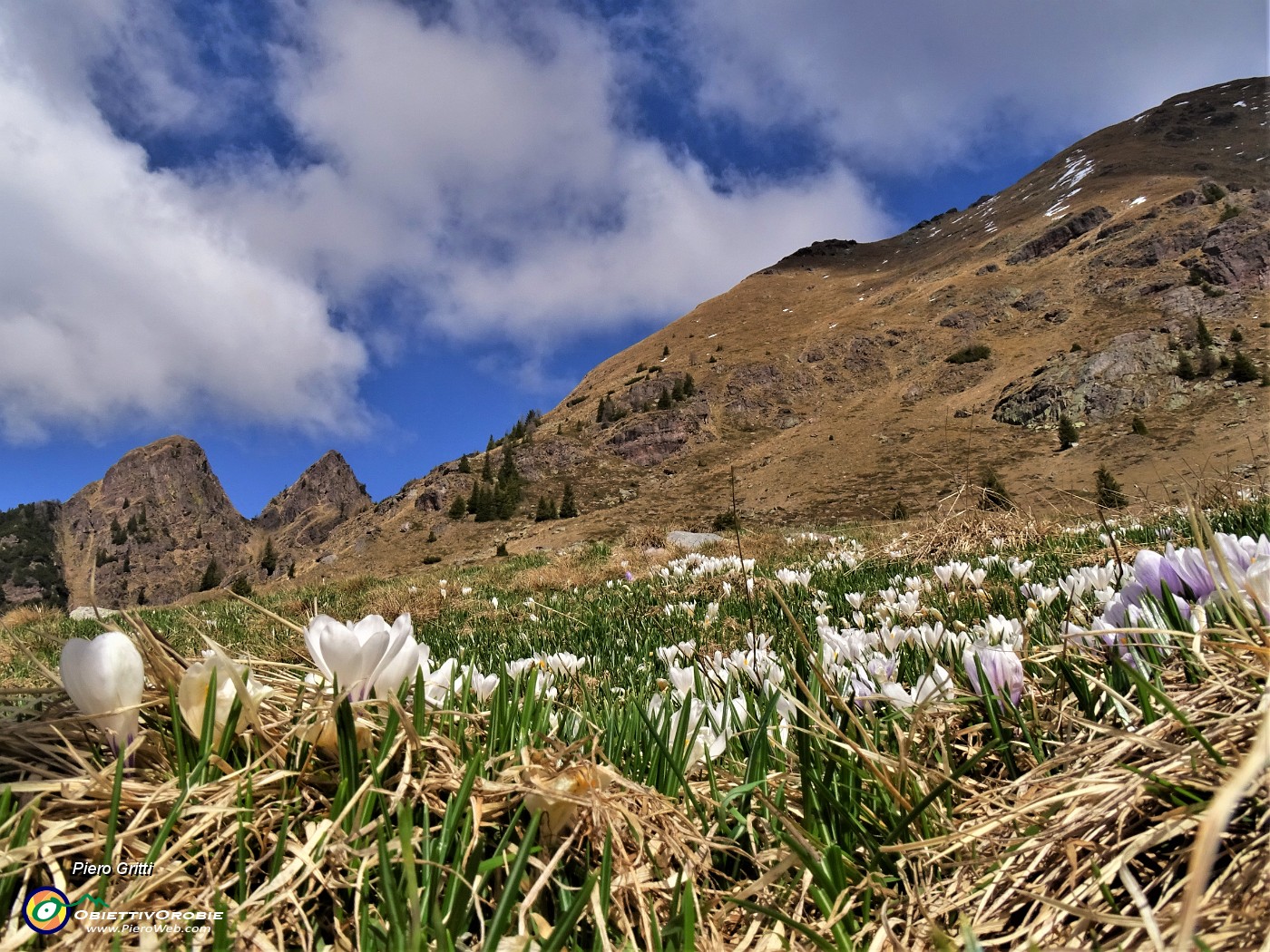 35 Al Monte Campo Crocus vernus bianchi e violetti con vista in Spondone a dx e due dei Tre Pizzi a sx.JPG